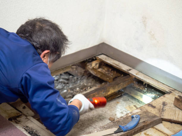 Best Mold Cleaning Services  in Ecorse, MI