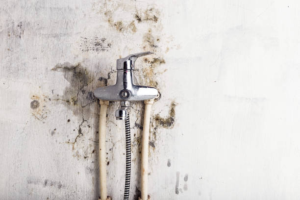 Best Office Mold Removal Services  in Ecorse, MI