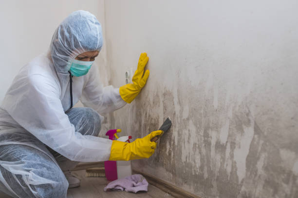 Best Home Mold Removal  in Ecorse, MI