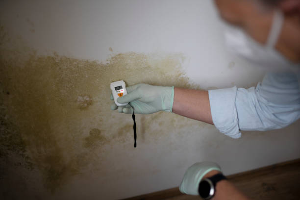 Best Black Mold Removal  in Ecorse, MI
