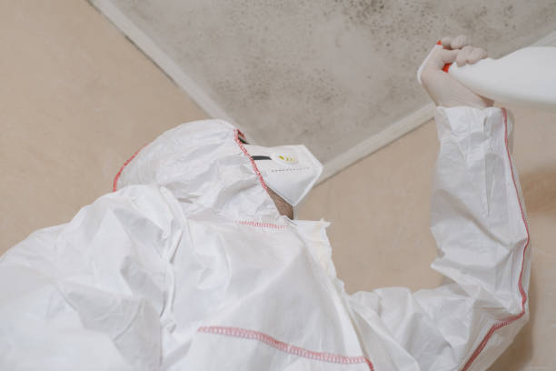 Best Affordable Mold Removal  in Ecorse, MI