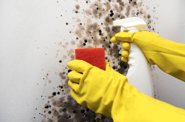 Best Mold Removal Specialists  in Ecorse, MI