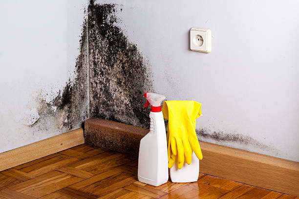 Best Mold Remediation  in Ecorse, MI