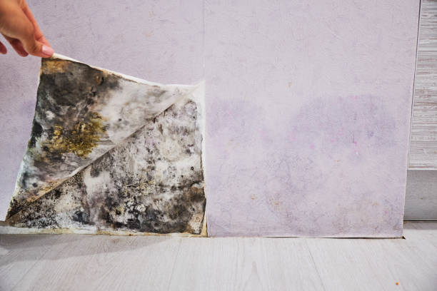 Best Certified Mold Removal  in Ecorse, MI